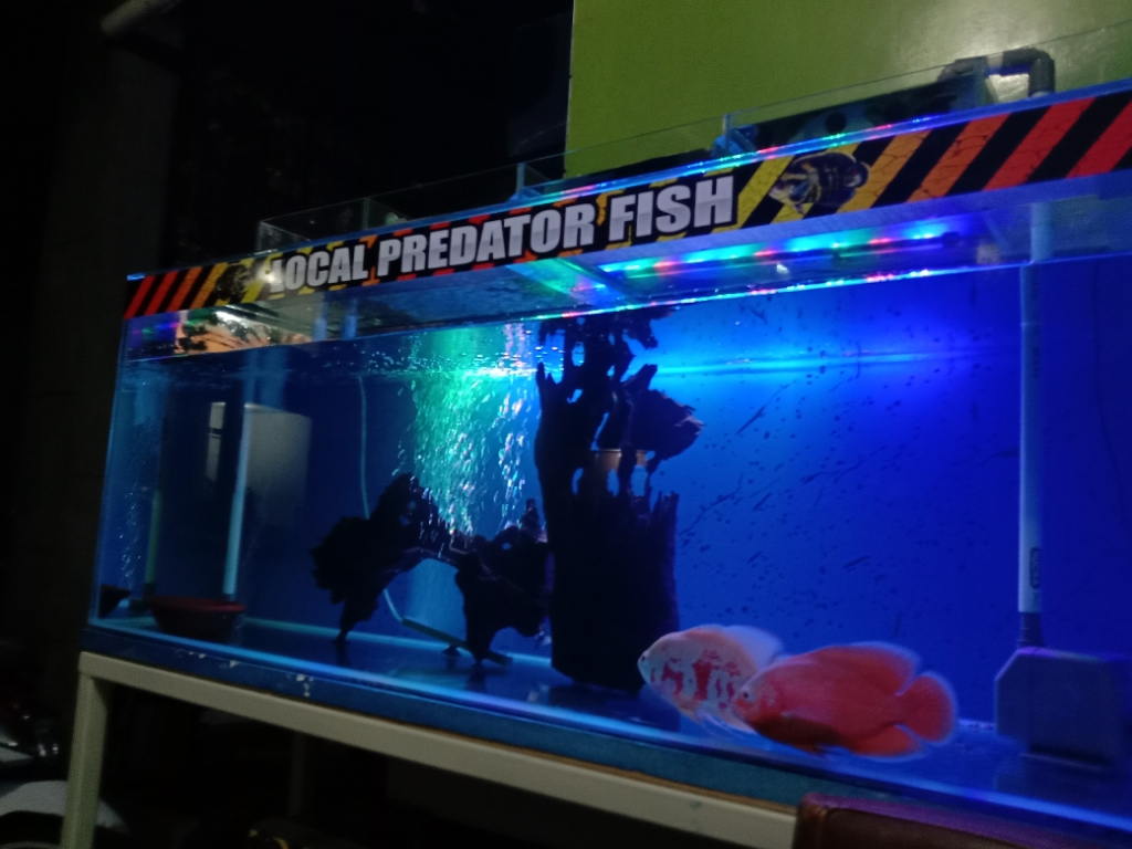 Detail Background Aquarium Predator Nomer 49