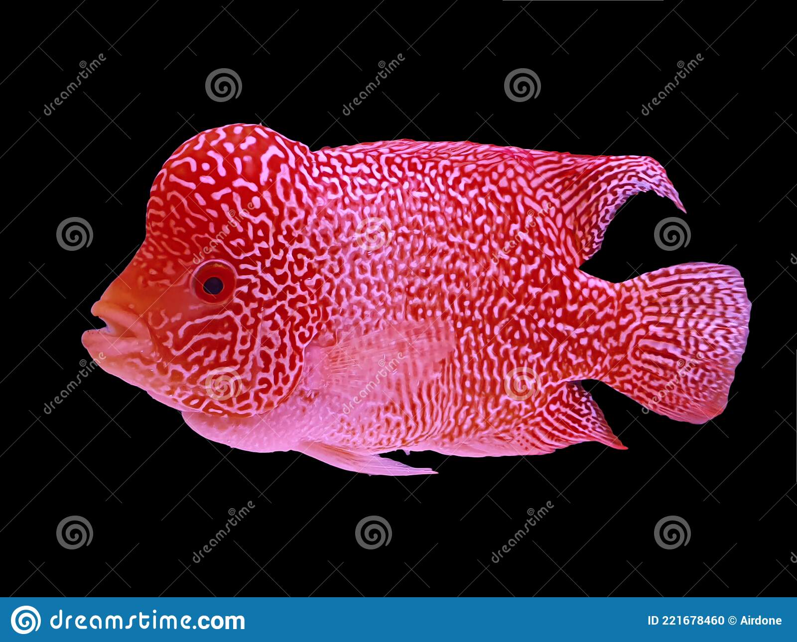 Detail Background Aquarium Untuk Louhan Nomer 22