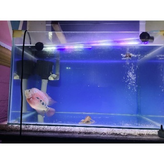 Detail Background Aquarium Untuk Louhan Nomer 27