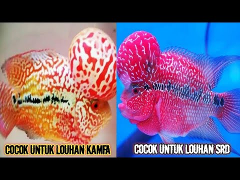 Detail Background Aquarium Untuk Louhan Nomer 36