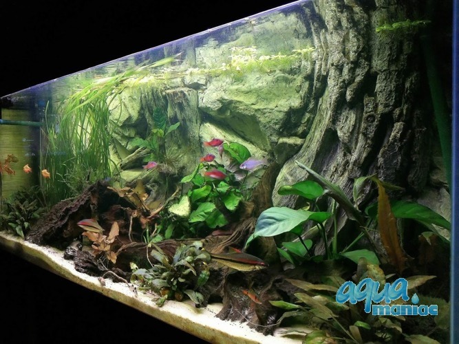 Detail Background Aquascape 3d Nomer 30