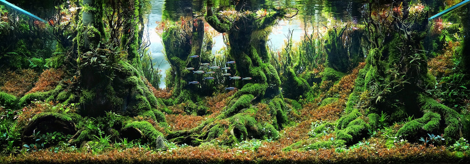 Detail Background Aquascape 3d Nomer 44