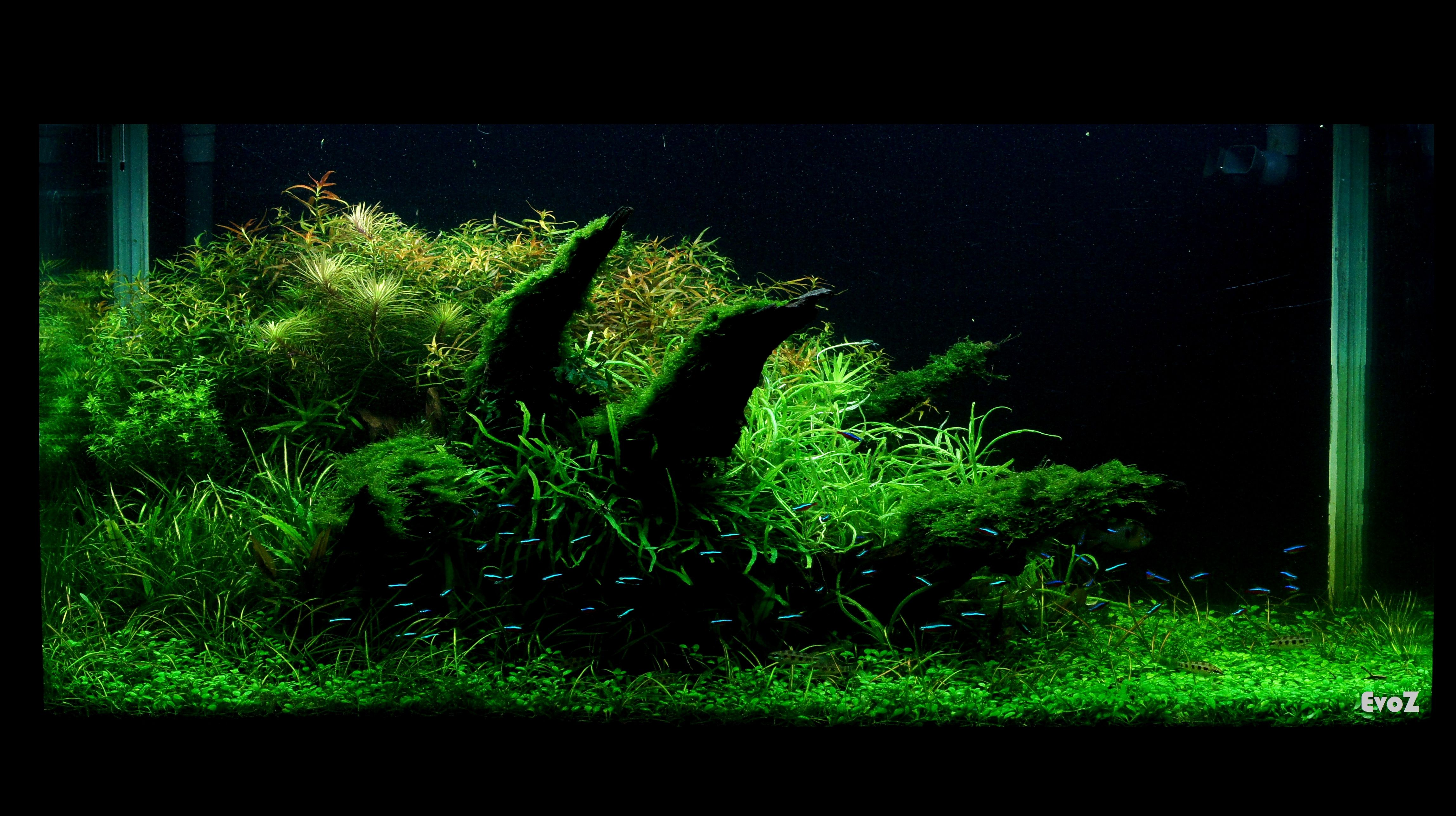 Detail Background Aquascape Hd Nomer 13