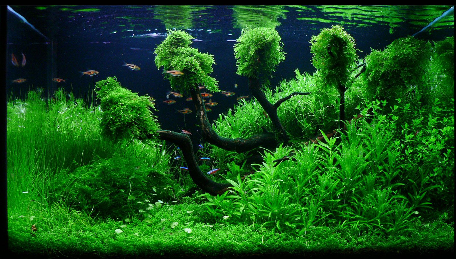 Detail Background Aquascape Hd Nomer 24