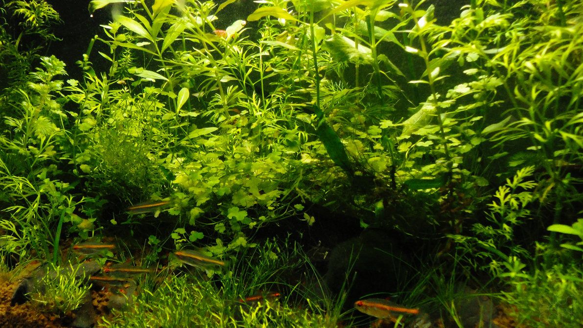 Detail Background Aquascape Hd Nomer 4