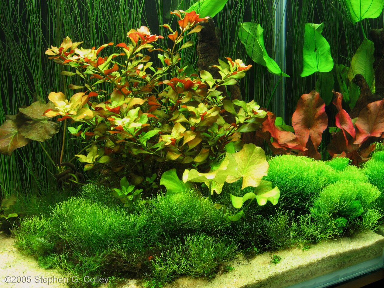 Detail Background Aquascape Hd Nomer 40