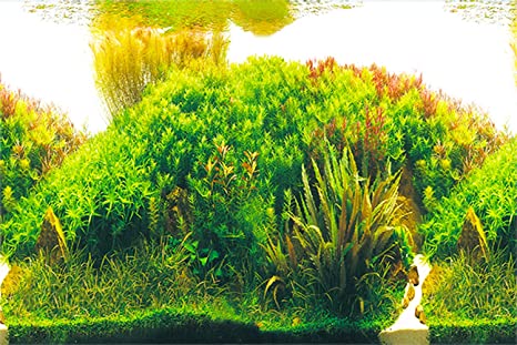 Detail Background Aquascape Hd Nomer 44