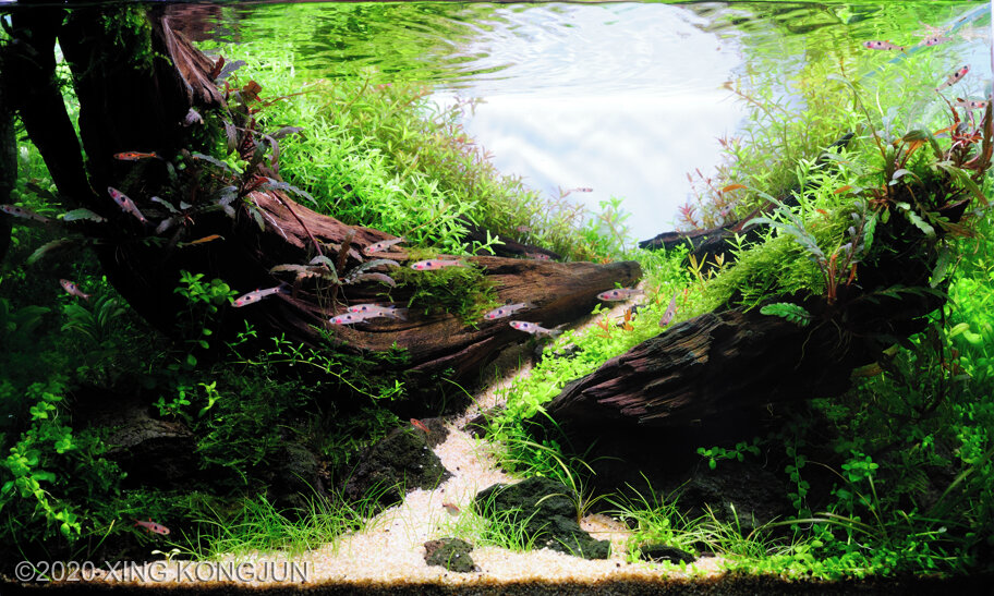 Detail Background Aquascape Hd Nomer 47