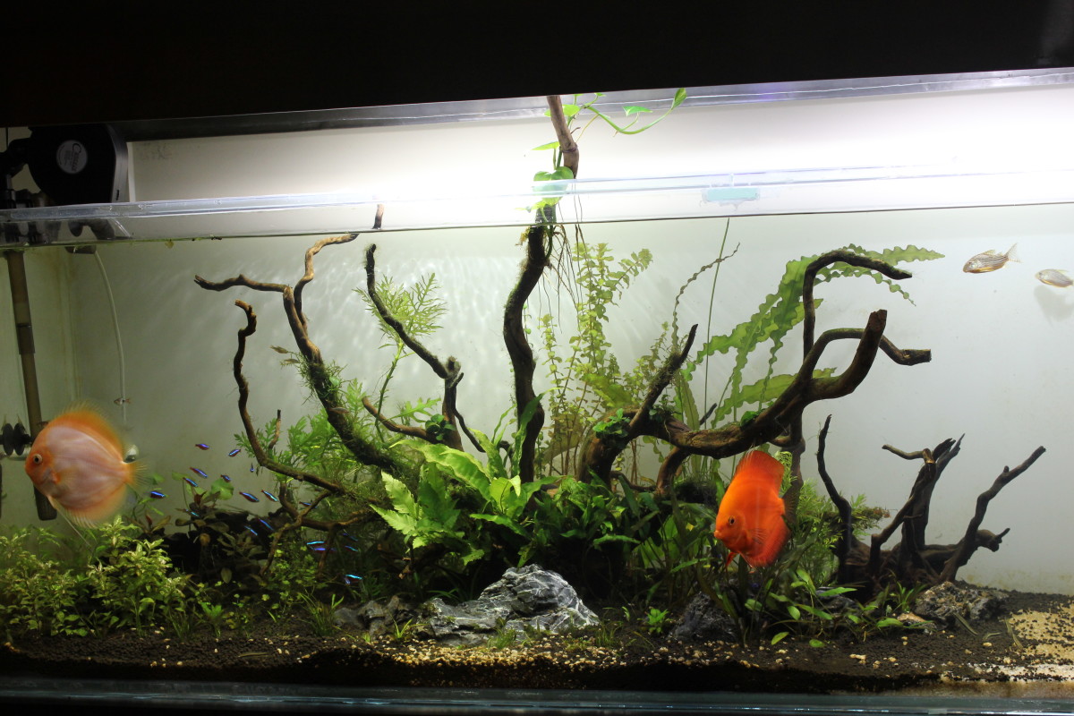 Detail Background Aquascape Hd Nomer 48