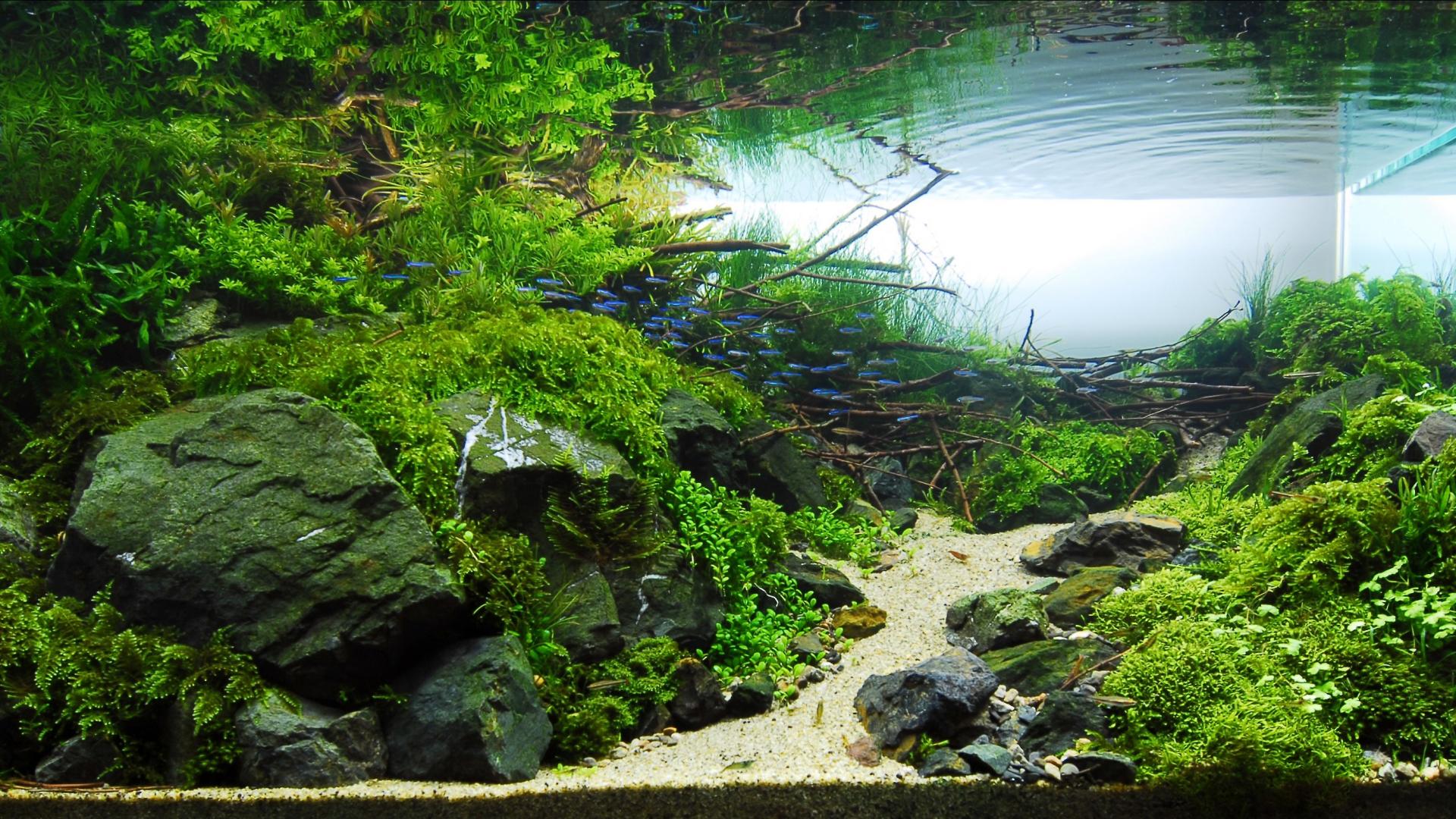 Detail Background Aquascape Hd Nomer 8