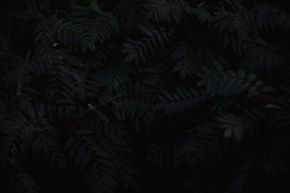Detail Background Art Design Black Nomer 11