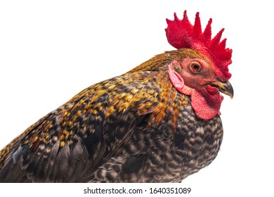 Detail Background Ayam Nomer 35
