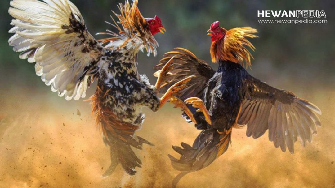 Background Ayam Petarung - KibrisPDR