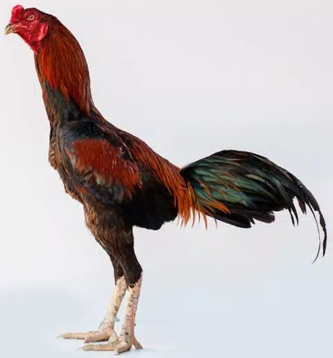 Detail Background Ayam Petarung Nomer 55