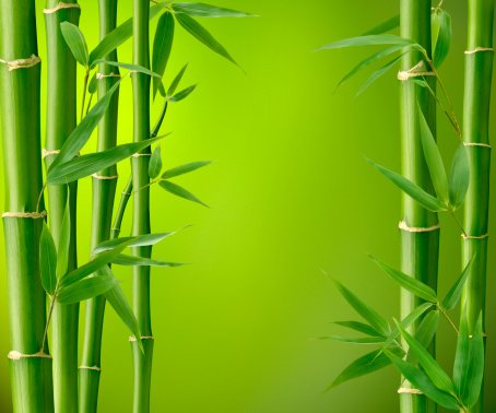 Detail Background Bambu Nomer 24
