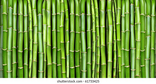 Detail Background Bambu Nomer 27