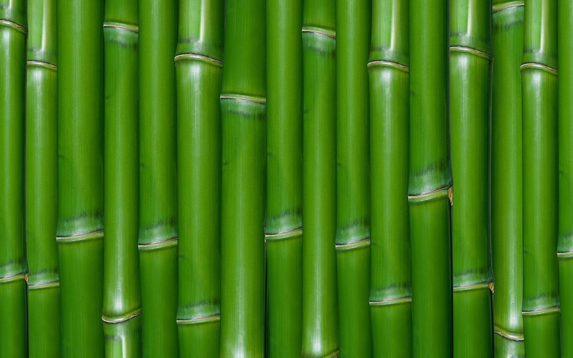 Detail Background Bambu Nomer 29