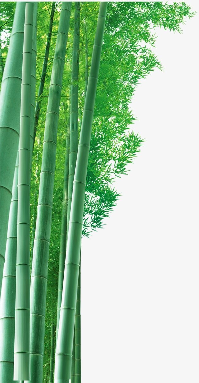 Detail Background Bambu Nomer 30
