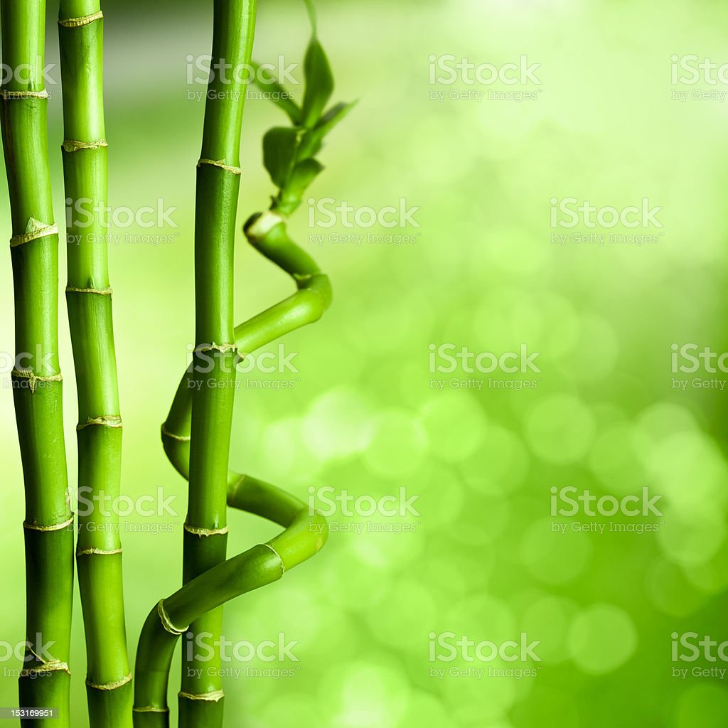 Detail Background Bambu Nomer 44
