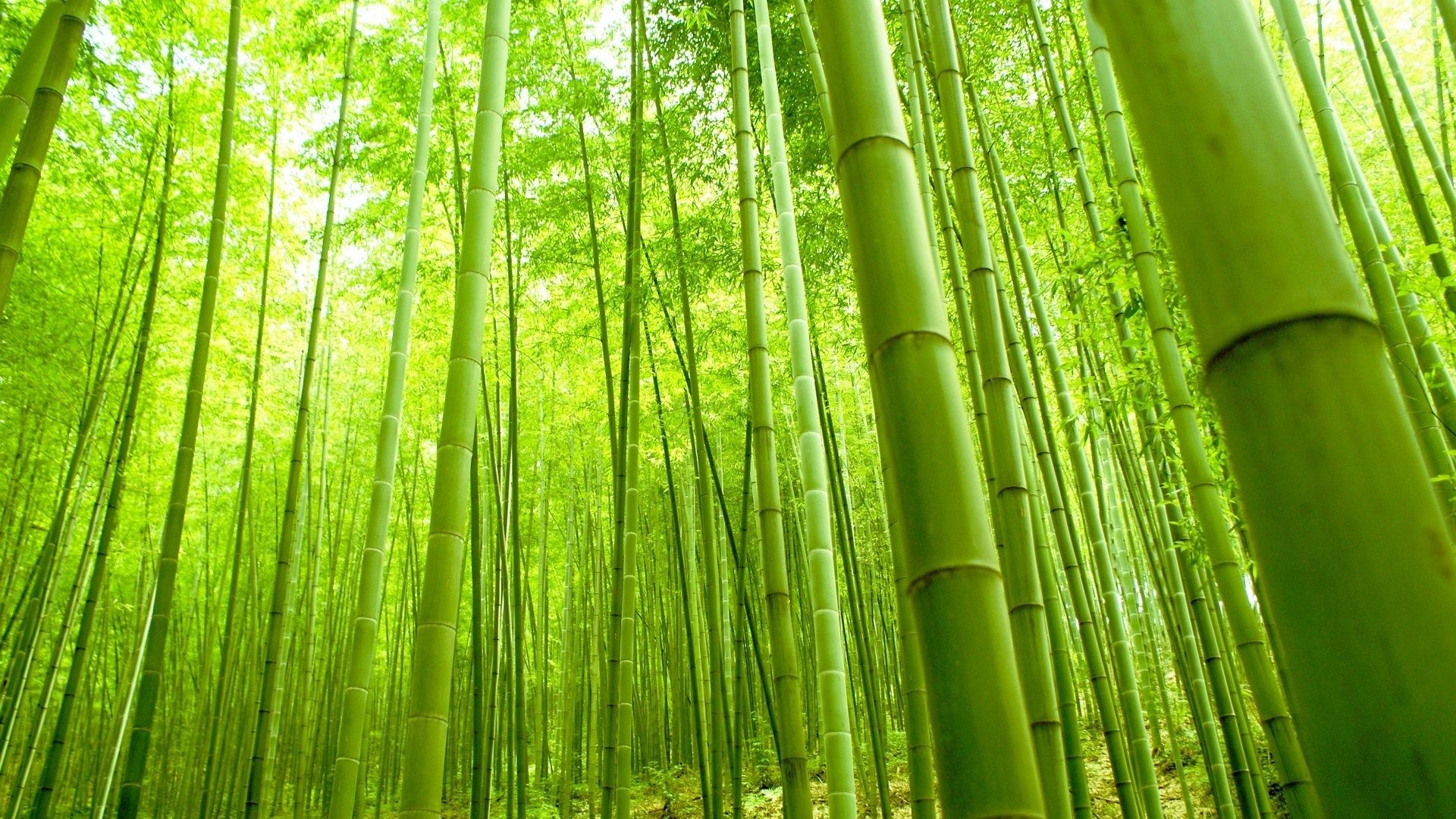 Detail Background Bambu Nomer 58