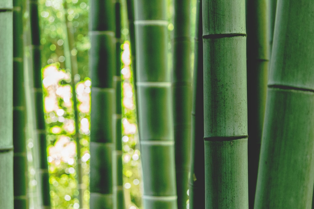 Background Bambu Hd - KibrisPDR