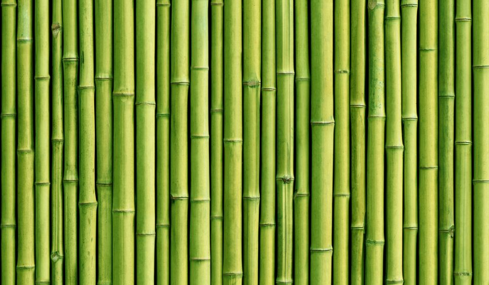 Detail Background Bambu Hd Nomer 23