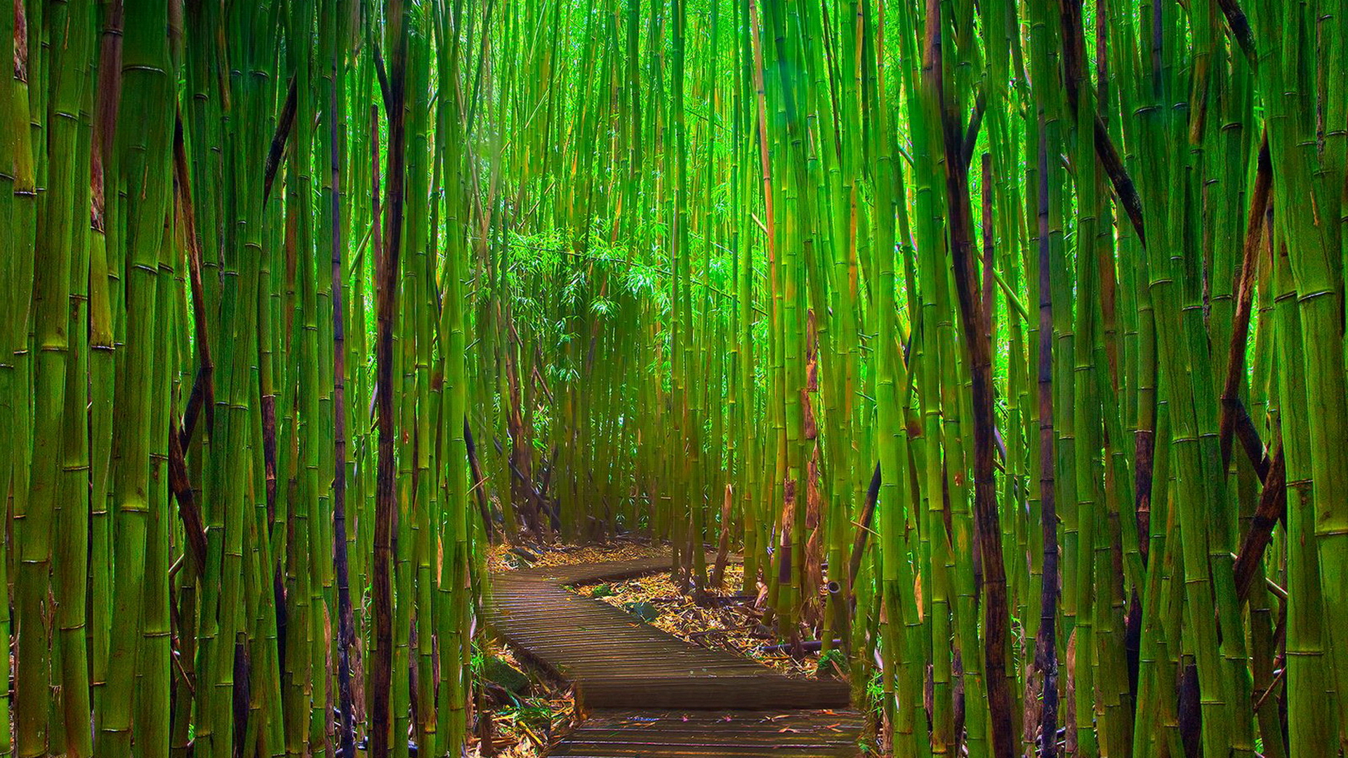 Detail Background Bambu Hd Nomer 32