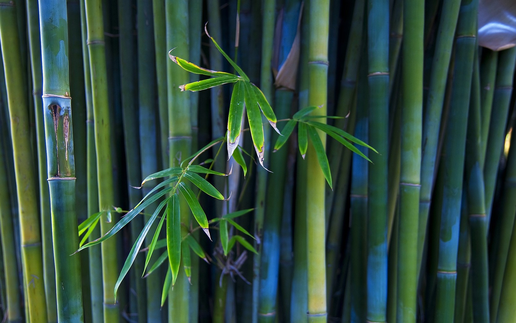 Detail Background Bambu Hd Nomer 36