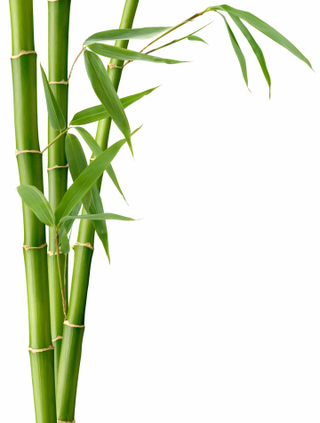Detail Background Bambu Hd Nomer 40