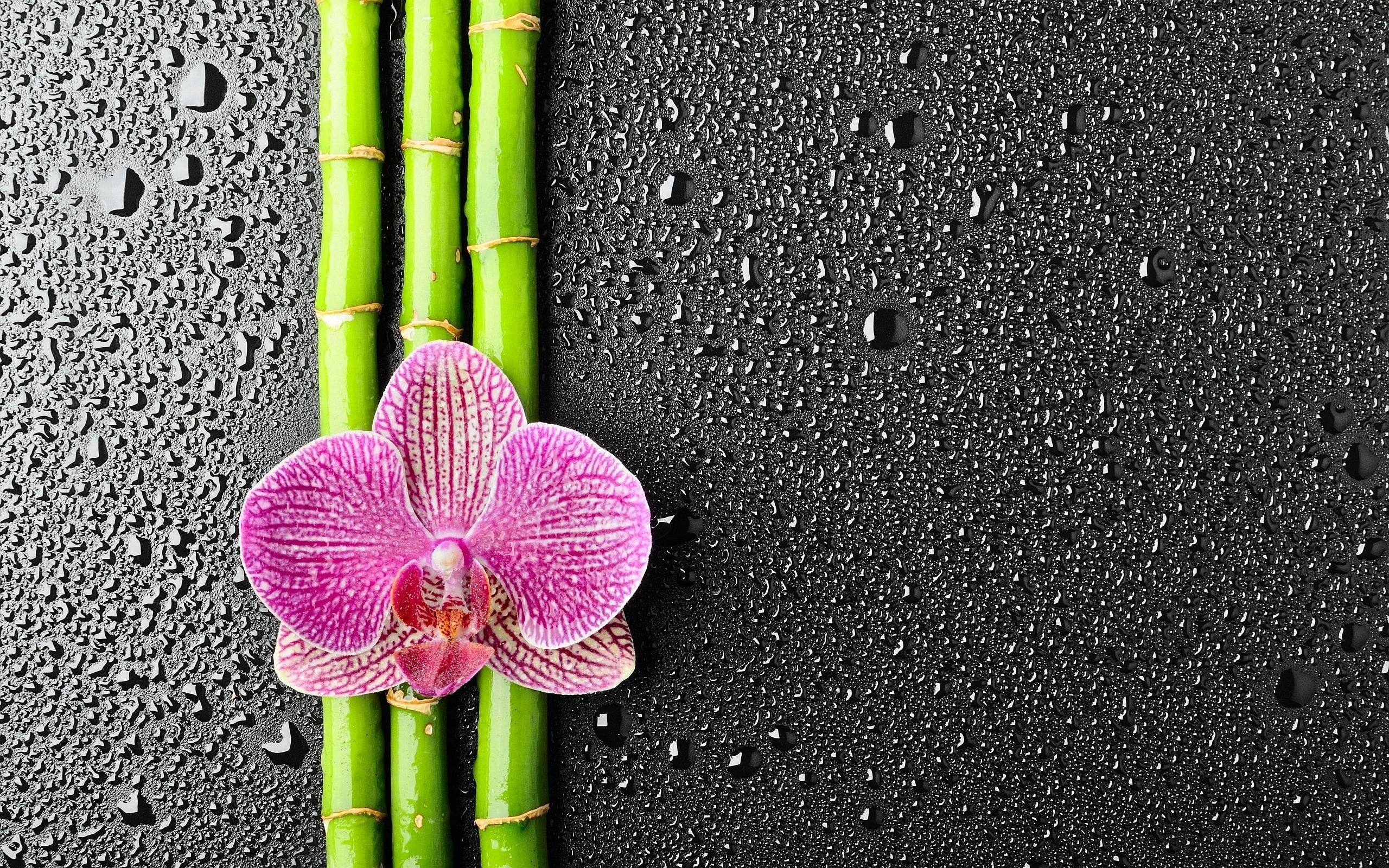 Detail Background Bambu Hd Nomer 51