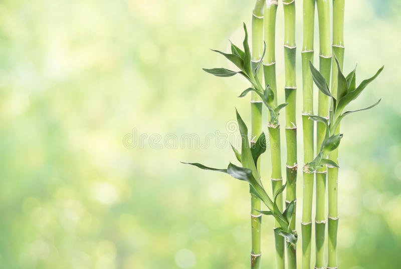 Detail Background Bambu Hd Nomer 54