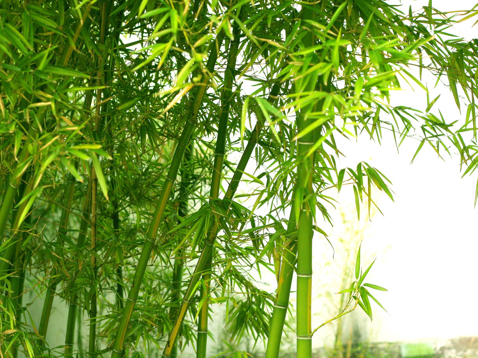 Detail Background Bambu Hd Nomer 55