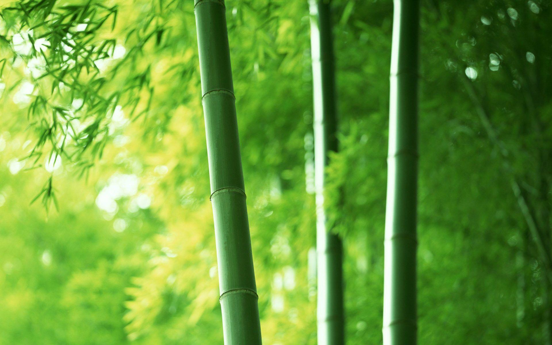 Detail Background Bambu Hd Nomer 7