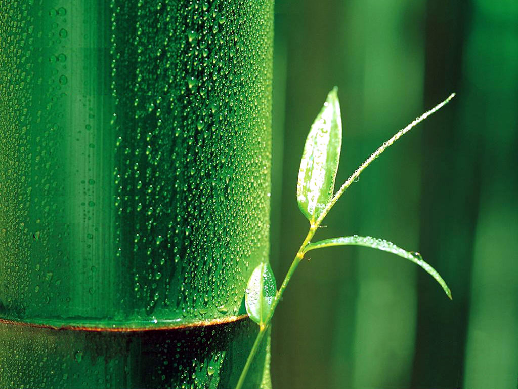 Detail Background Bambu Hijau Nomer 31
