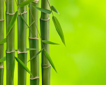 Detail Background Bambu Hijau Nomer 6