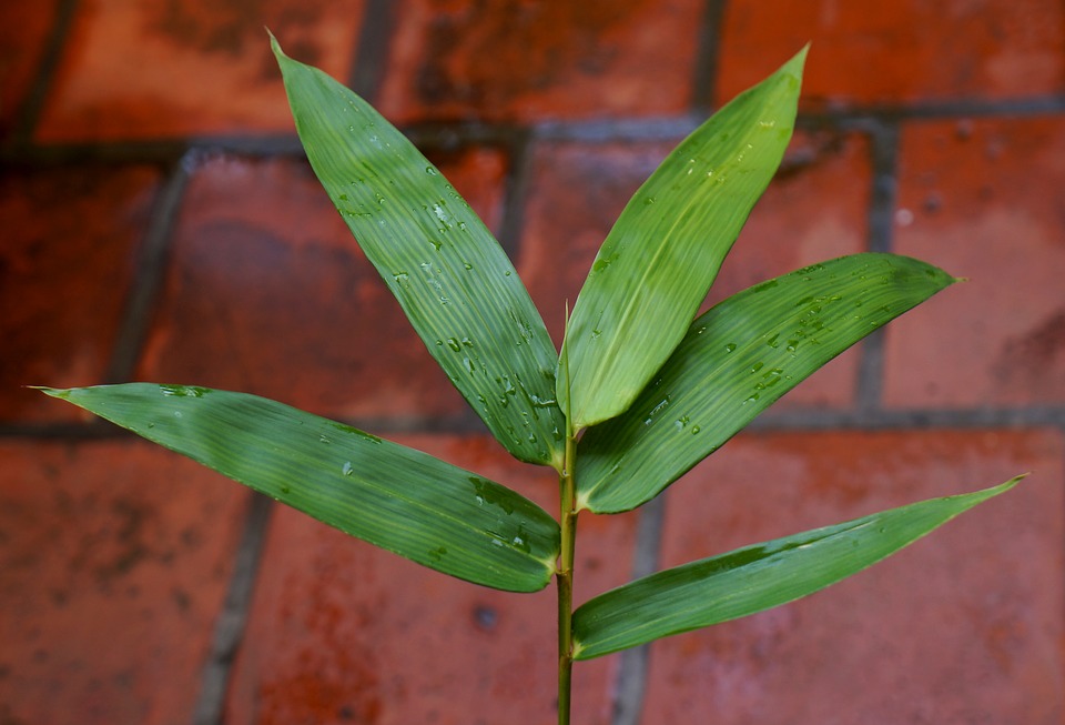 Detail Background Bambu Hijau Nomer 51