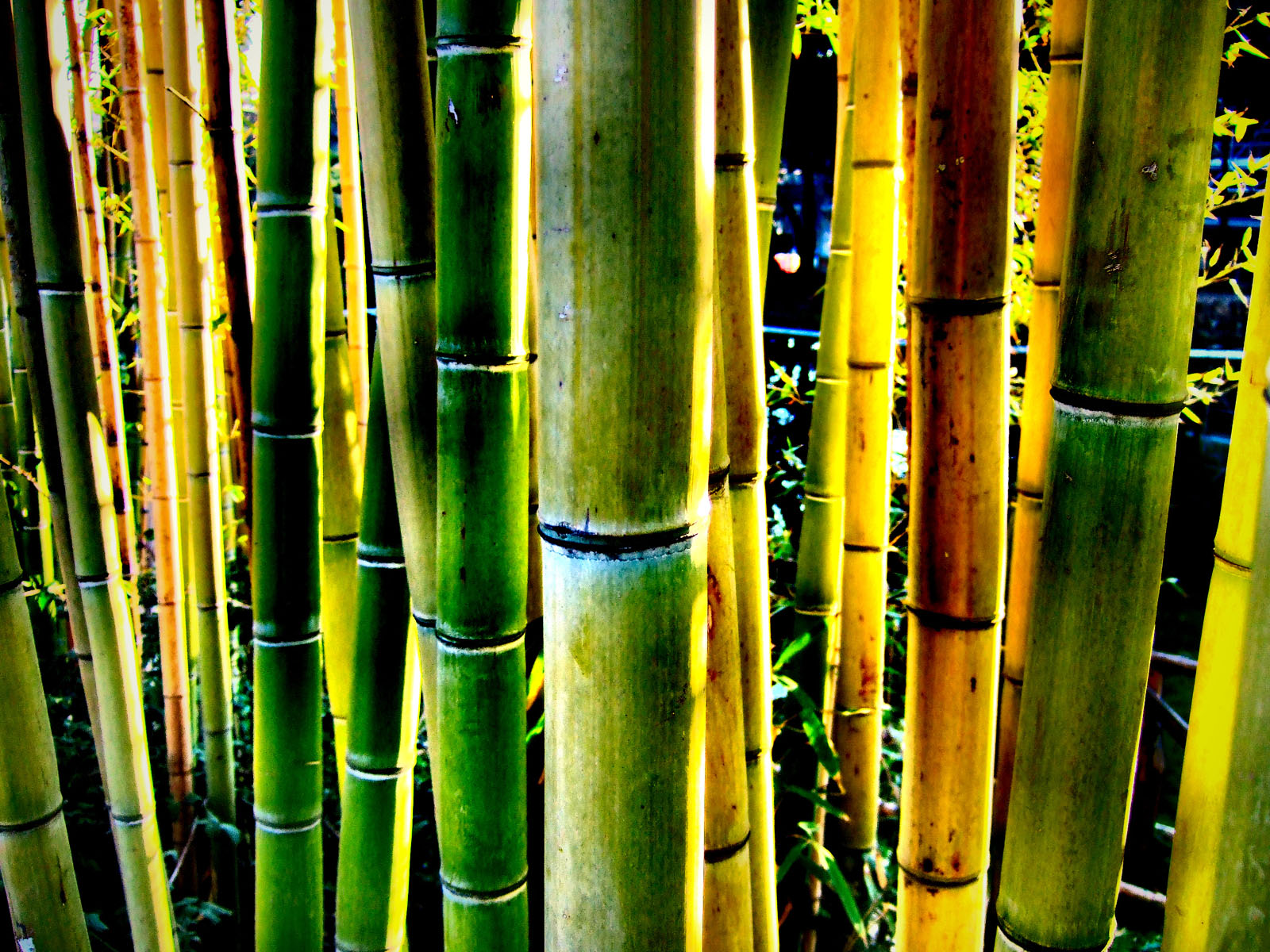 Detail Background Bambu Keren Nomer 17