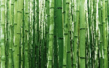 Detail Background Bambu Keren Nomer 30