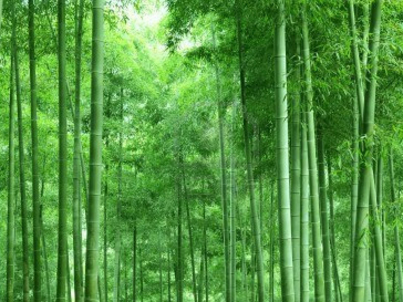 Detail Background Bambu Keren Nomer 51