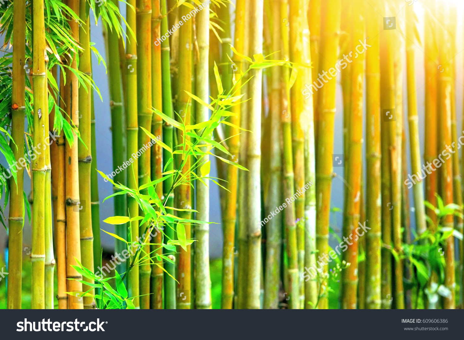 Detail Background Bambu Kuning Nomer 12