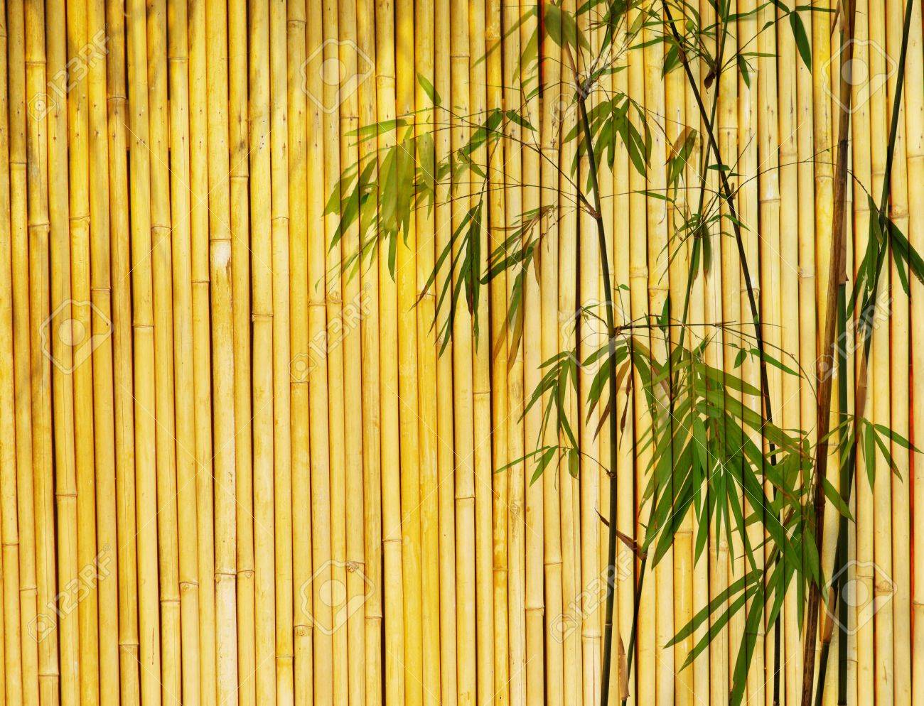 Detail Background Bambu Kuning Nomer 21