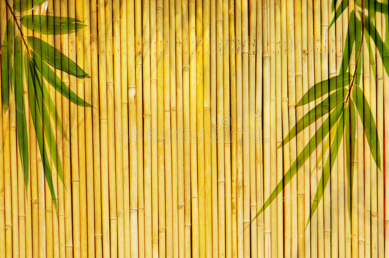 Detail Background Bambu Kuning Nomer 4