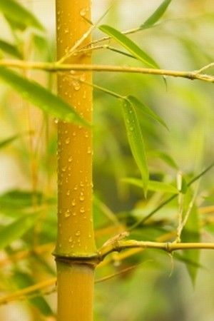 Detail Background Bambu Kuning Nomer 28