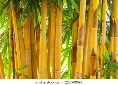 Detail Background Bambu Kuning Nomer 37