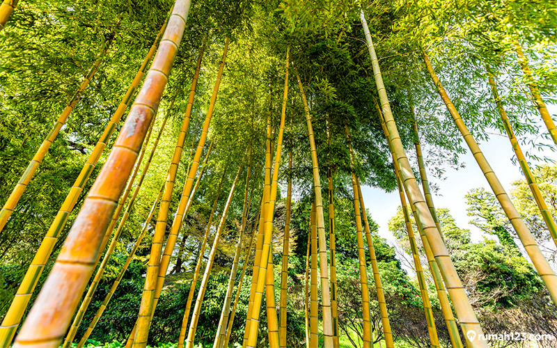 Detail Background Bambu Kuning Nomer 43