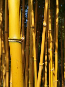 Detail Background Bambu Kuning Nomer 49