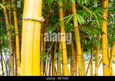 Detail Background Bambu Kuning Nomer 56