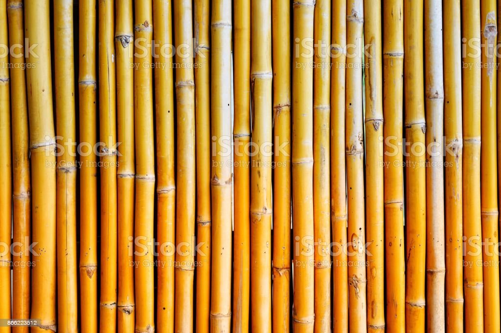 Detail Background Bambu Kuning Nomer 9