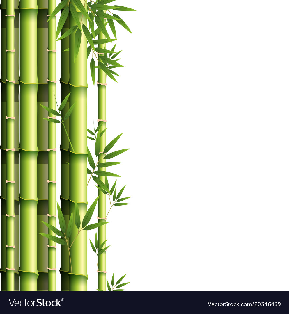 Detail Background Bambu Vector Nomer 29