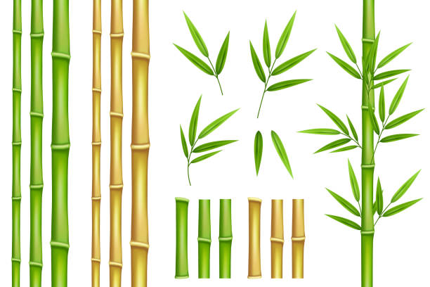 Detail Background Bambu Vector Nomer 52